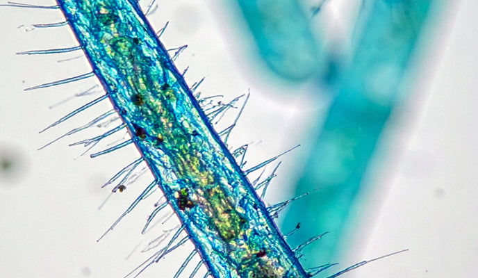 6 things formula parents need to know about the botulism recalls
